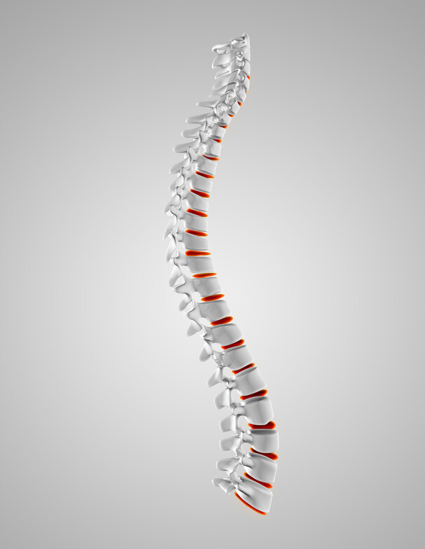 a spine