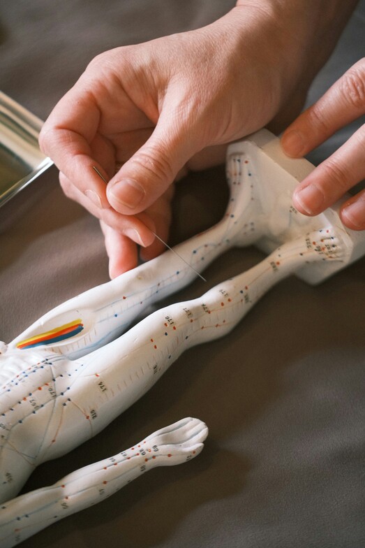 an acupuncture anatomical model 